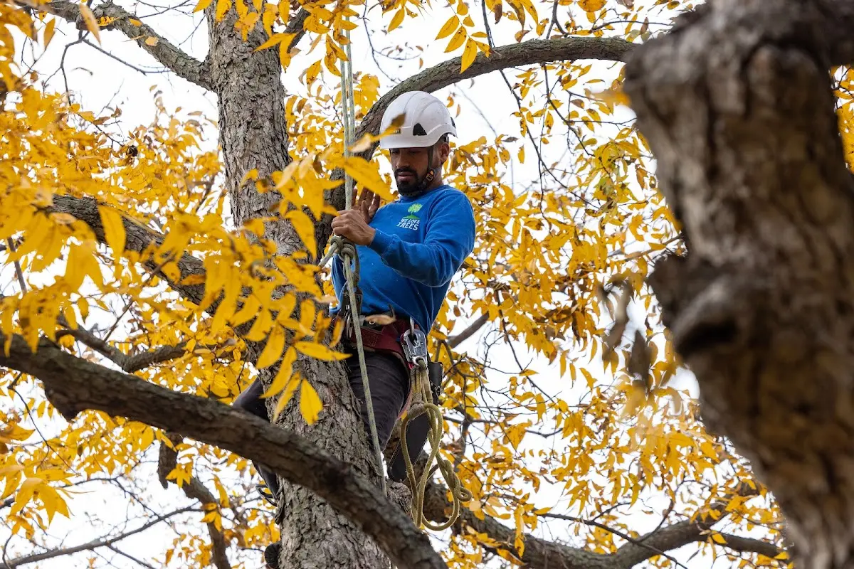 Skilled Tree Trimming crew working in Rosebud